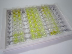 ELISA Kit for Vitamin K1 (VK1)