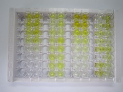 ELISA Kit for Ghrelin (GHRL)