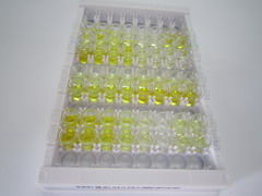 ELISA Kit for 12-Hydroxyeicosatetraenoic Acid (12-HETE)