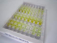 ELISA Kit for Estrone (E1)