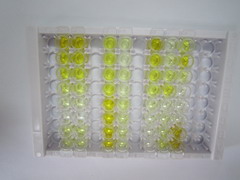 ELISA Kit for Alpha-2-Macroglobulin (a2M)