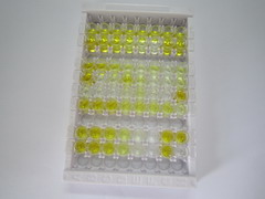 ELISA Kit for Albumin (ALB)