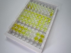 ELISA Kit for Cholecystokinin 8 (CCK8)