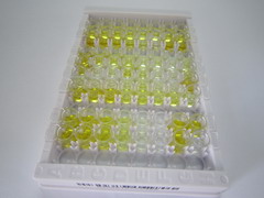 ELISA Kit for Big Dynorphin (Dyn)