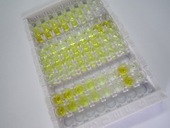 ELISA Kit for Neurokinin B (NKB)