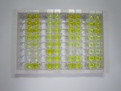 ELISA Kit for Gastrin (GT)