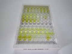 ELISA Kit for Pancreatic Polypeptide (PP)