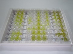 ELISA Kit for Glucagon (GCG)