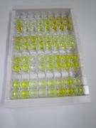 ELISA Kit for Proopiomelanocortin (POMC)