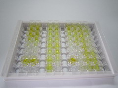 ELISA Kit for Proopiomelanocortin (POMC)