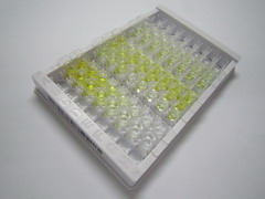 ELISA Kit for Apelin 13 (AP13)