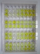 ELISA Kit for Angiotensin III (AngIII)