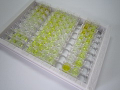 ELISA Kit for Kisspeptin 1 (KISS1)