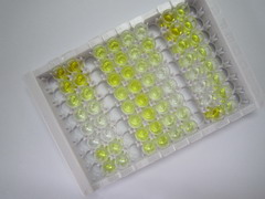 ELISA Kit for Metallothionein 1M (MT1M)