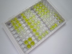 ELISA Kit for Cholecystokinin 12 (CCK12)