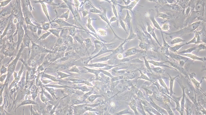 Primary Feline Adrenal Cortical Cells (ADCC)