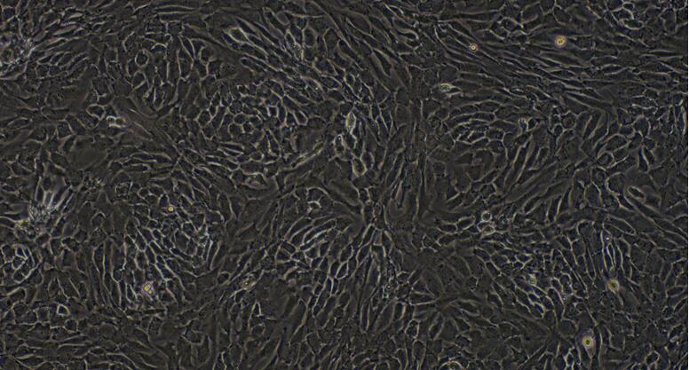 Primary Canine Articular Chondrocytes (AC)