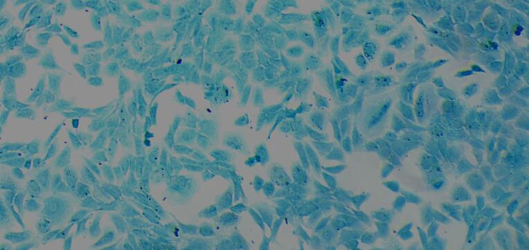 Primary Caprine Articular Chondrocytes (AC)