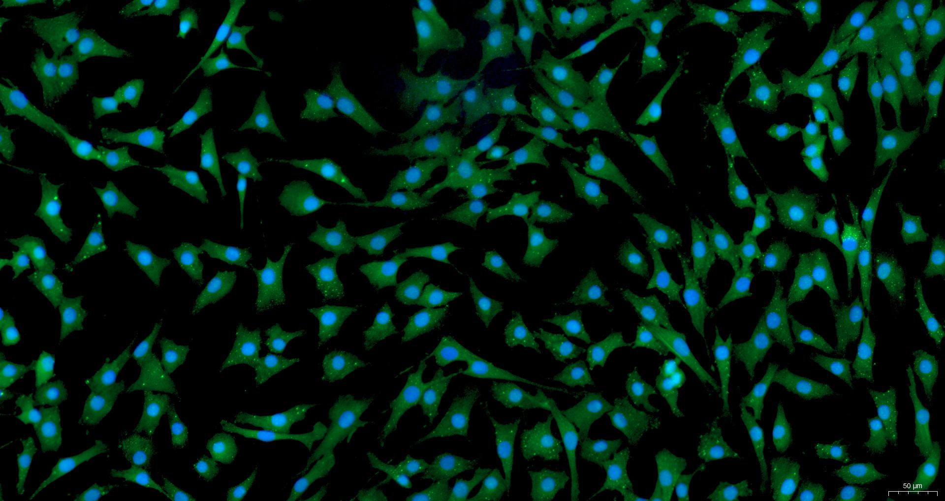 Primary Rabbit Articular Chondrocytes (AC)