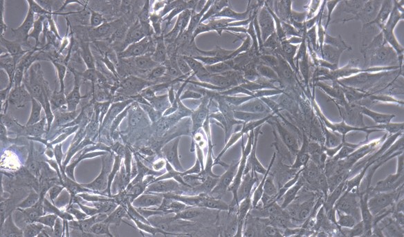 Primary Cavia Aortic Endothelial Cells (AEC)