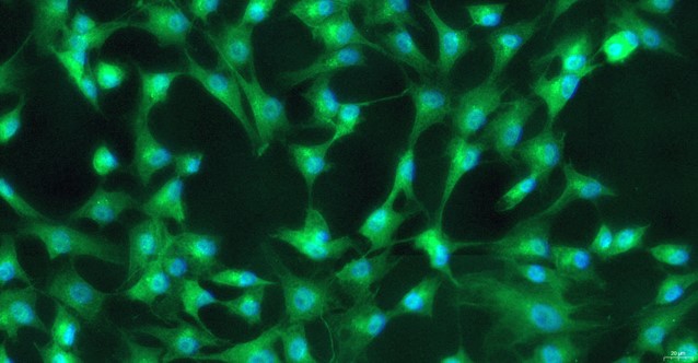 Primary Feline Myocardial Cells (MC)