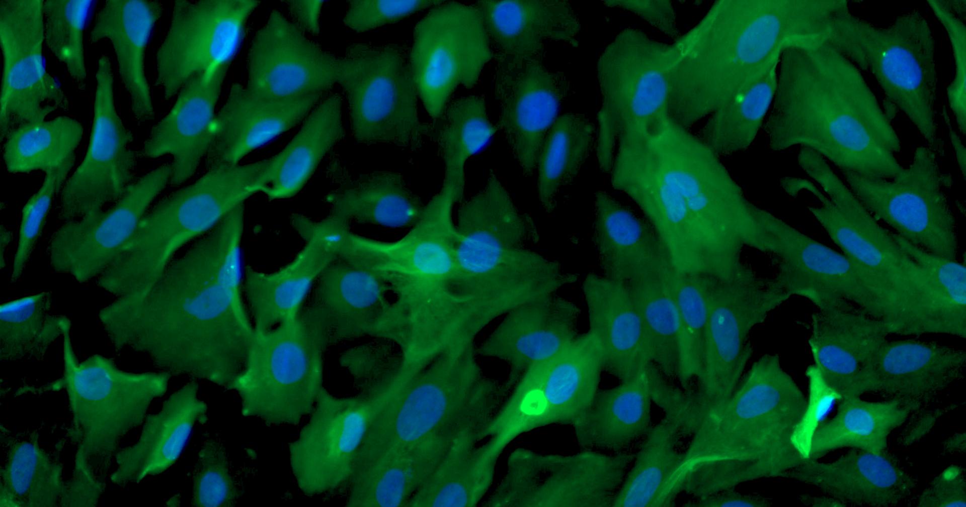 Primary Rabbit Myocardial Cells (MC)