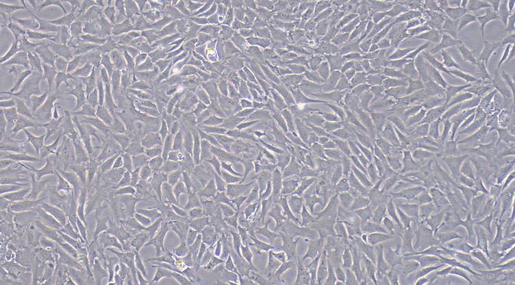 Primary Caprine Annulus Fibrosus Cells (AFC)