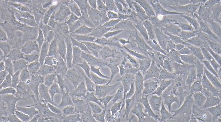 Primary Caprine Annulus Fibrosus Cells (AFC)