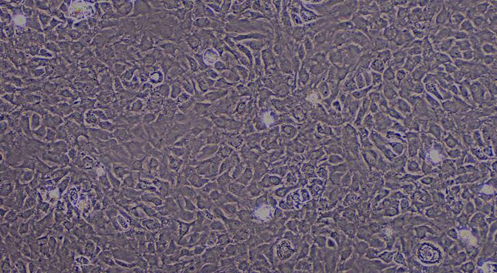 Primary Rat Annulus Fibrosus Cells (AFC)