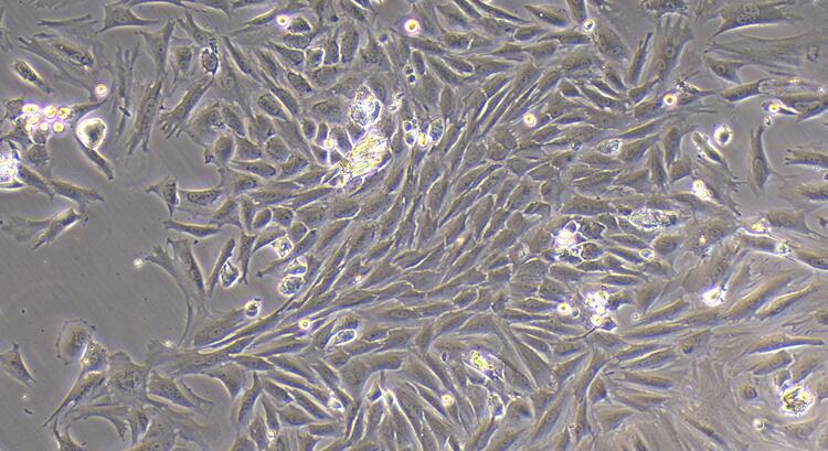 Primary Rabbit Annulus Fibrosus Cells (AFC)