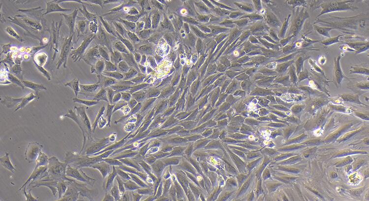 Primary Rabbit Annulus Fibrosus Cells (AFC)