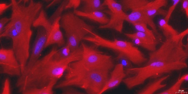 Primary Canine Brain Astrocytes (BA)