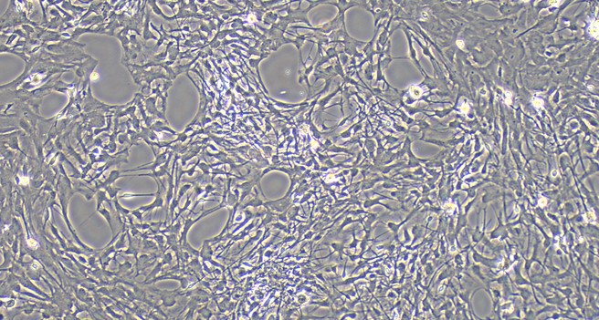 Primary Canine Brain Astrocytes (BA)