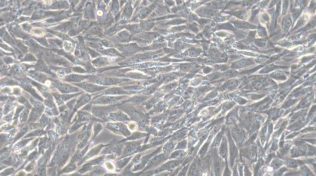 Primary Canine Umbilical Mesenchymal Stem Cells (UMSC)