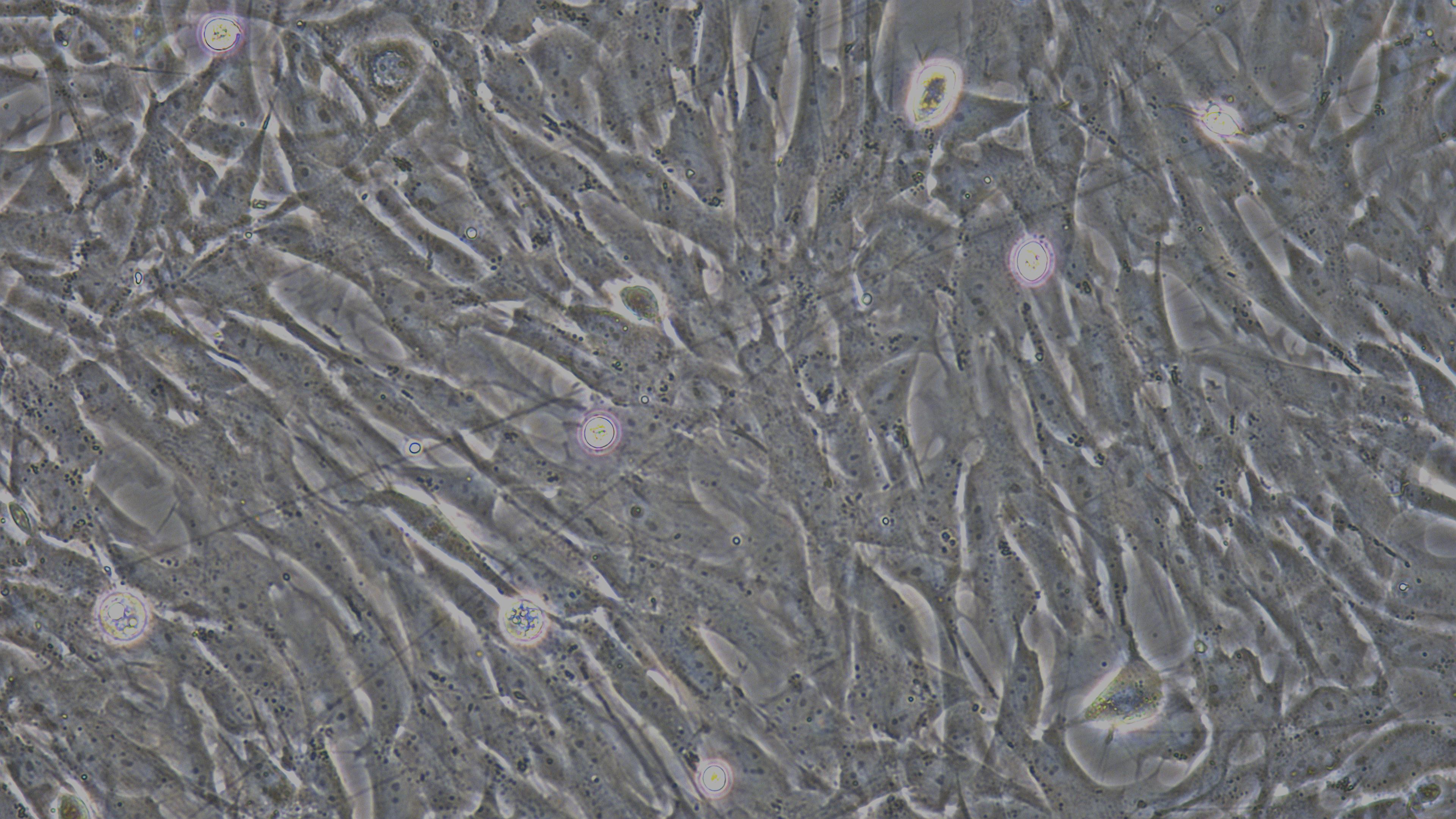 Primary Canine Corneal Epithelial Cells (CEC)