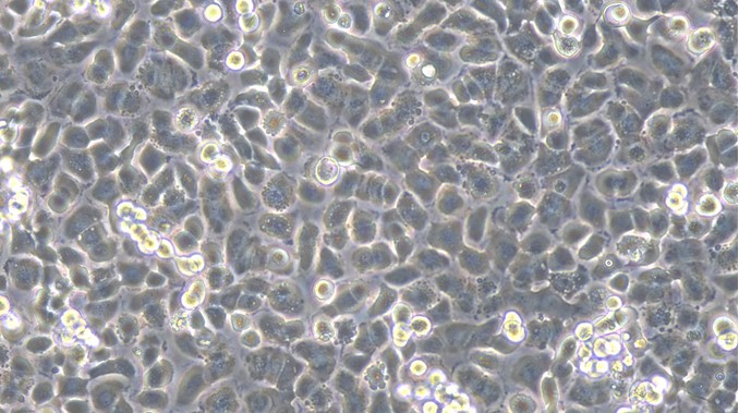 Primary Rat Corneal Epithelial Cells (CEC)