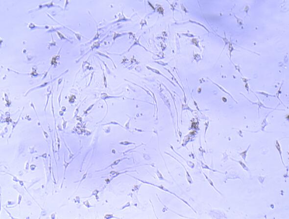 Primary Mouse Adipose-derived Mesenchymal Stem Cells (ADSCs)