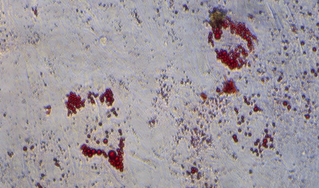 Primary Rabbit Adipose-derived Mesenchymal Stem Cells (ADSCs)