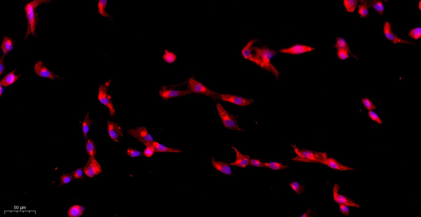 Primary Canine Subcutaneous Preadipocytes (SPrAD)