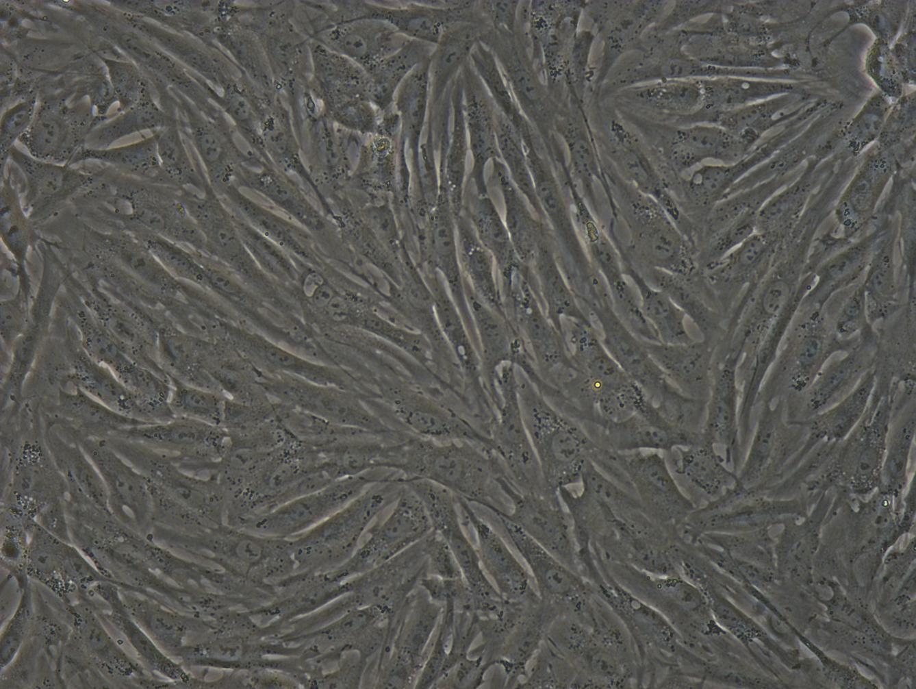 Primary Rabbit Subcutaneous Preadipocytes (SPrAD)