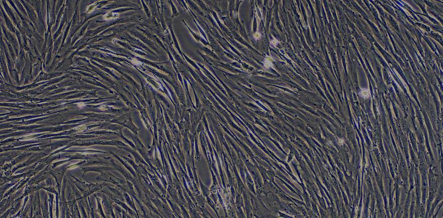 Primary Canine Pulmonary Fibroblasts (PF)