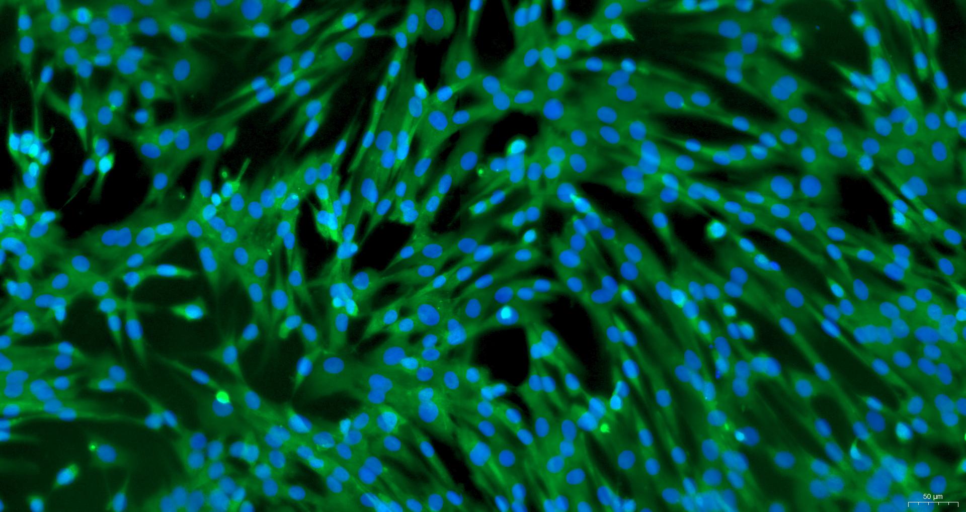 Primary Canine Pulmonary Fibroblasts (PF)