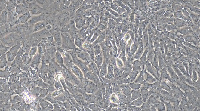 Primary Rat Endometrial Epithelial Cells (EEC)