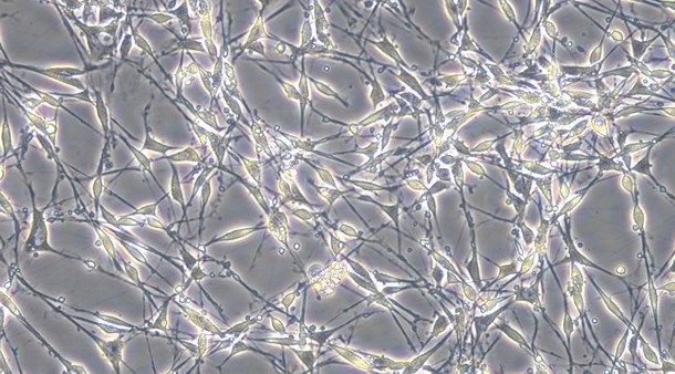 Primary Mouse Schwann Cells  (SC)
