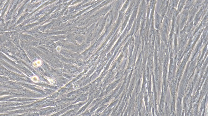 Primary Canine Uterine Smooth Muscle Cells (USMC)