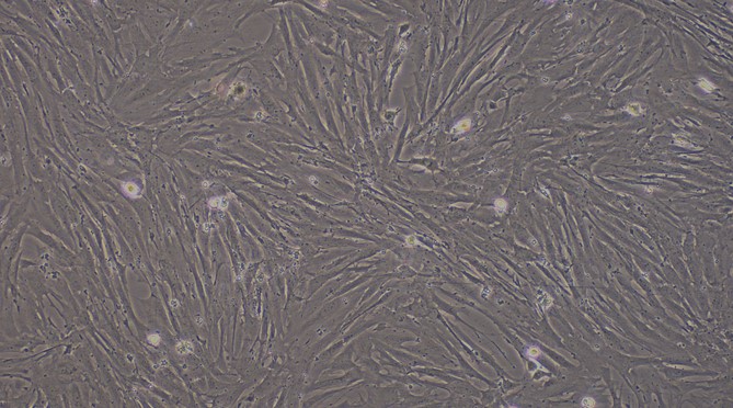 Primary Mouse Meningeal Cells (MC)