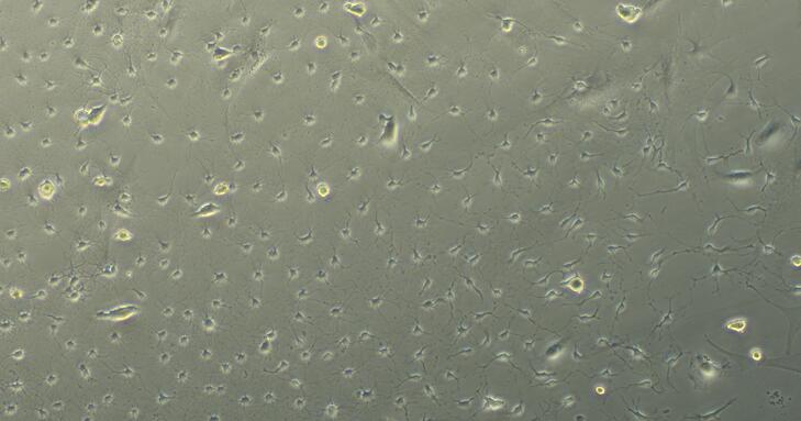Primary Mouse Microglia Cells (MC)