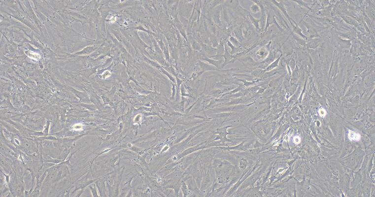 Primary Mouse Corneal Fibroblasts (CF)