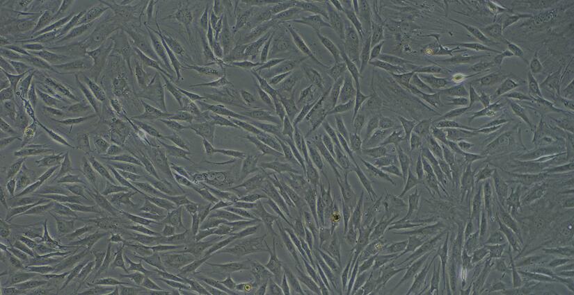 Primary Rat Skeletal Muscle Cells (SkMC)