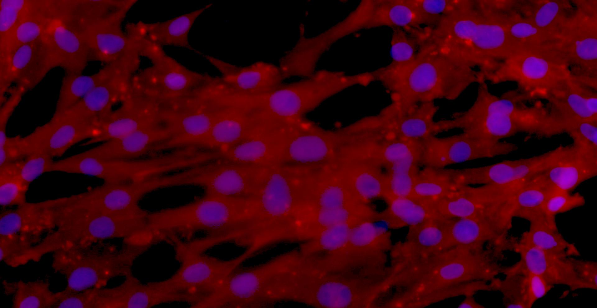 Primary Rabbit Skeletal Muscle Cells (SkMC)